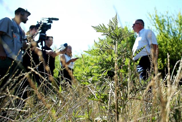 Folyamatos a parlagfűvel fertőzött területek felderítése a megyében