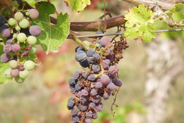Szemlecsoportok alakultak a szőlők megmentéséért