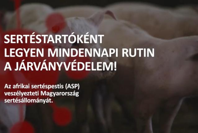Nálunk is megjelent az afrikai sertéspestis