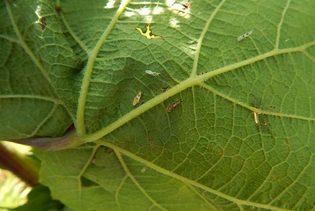 Felhívás a szőlő aranyszínű sárgaság betegség elleni ismételt védekezésre