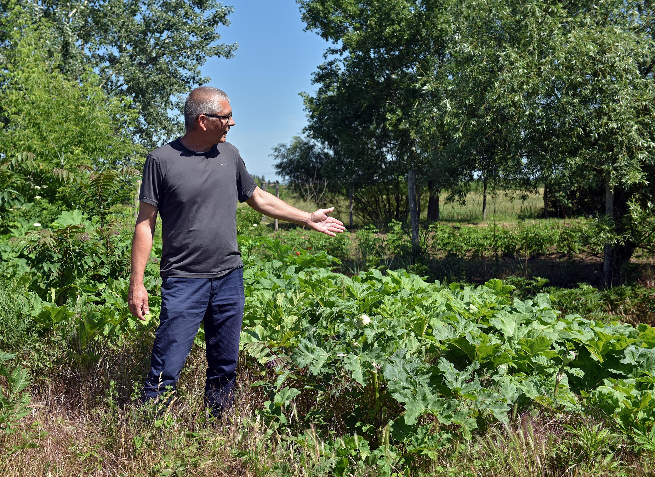 Kurcz László növény-és talajvédelmi szakügyintéző mutatja a Szosznovszkij medvetalp töveket Kurcz László növény-és talajvédelmi szakügyintéző mutatja a Szosznovszkij medvetalp töveket